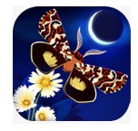 彩翼之星夜国际服版